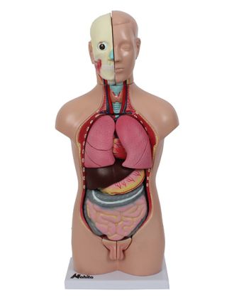 Mini torso humano, interior sin órganos