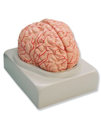 Cerebro humano, 2 partes