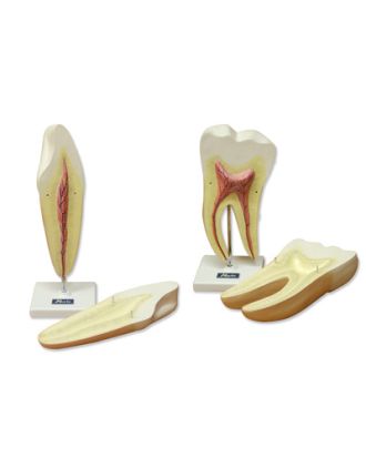 Canino y molar; molar