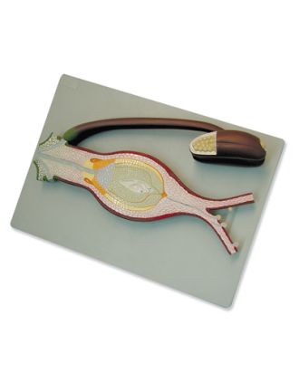 Fertilization of angiosperm