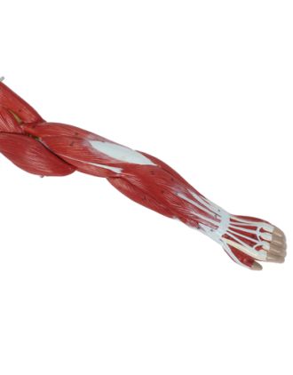 Cuerpo con músculos, detalle tronco