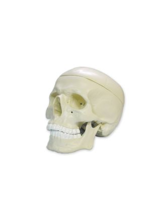 Cráneo y mandíbula