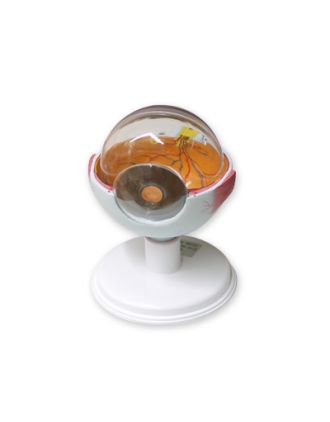 Sección de ojo, partes