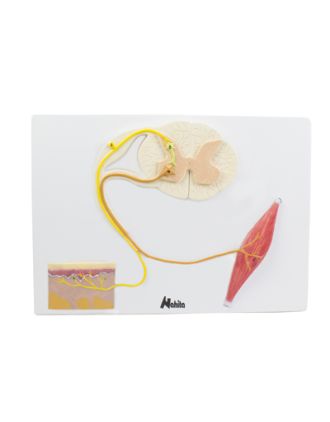 MEDULA ESPINAL, MUSCULO Y PIEL