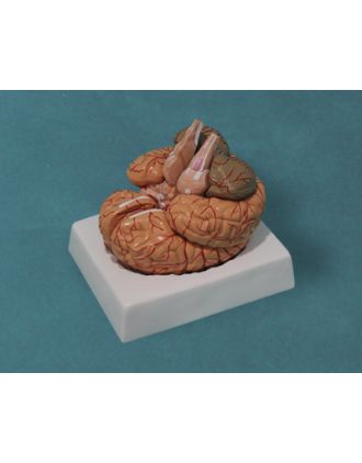 Cerebro humano, 9 partes