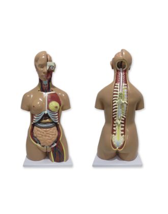 Torso humano bisexo, espalda abierta