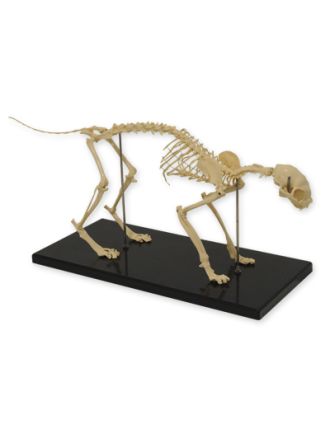 ESQUELETO DE GATO