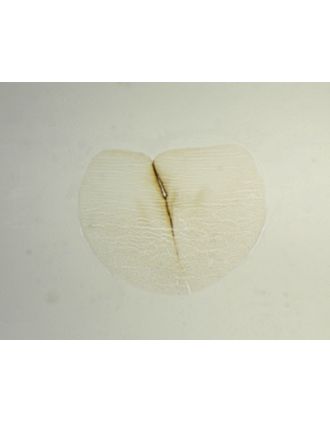 Extensión de esperma de rana