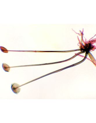 Penicillium, m.e.
