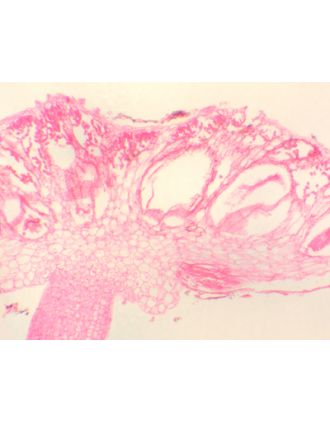 Soro de Marchantia, sec.