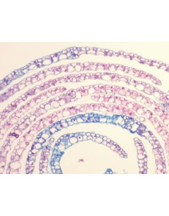 Hoja de alga parda, s.t.