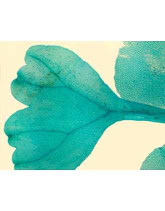 Prótalo de helecho con arquegonio, s.t.