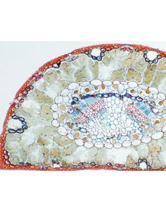 Tallo de pino de 1 año, s.t.