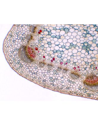 Tallo de Sambucus williamsii (saúco), s.t.