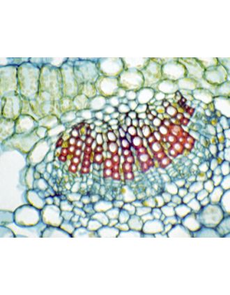 Hoja de Camellia sinensis (camelia), s.t.