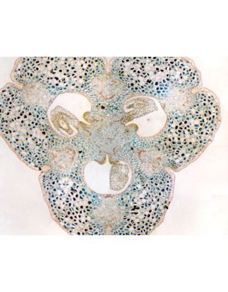 Ovario de Narcissus tazetta, s.t.