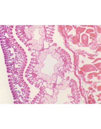 Branquias de mejillón, s.t.